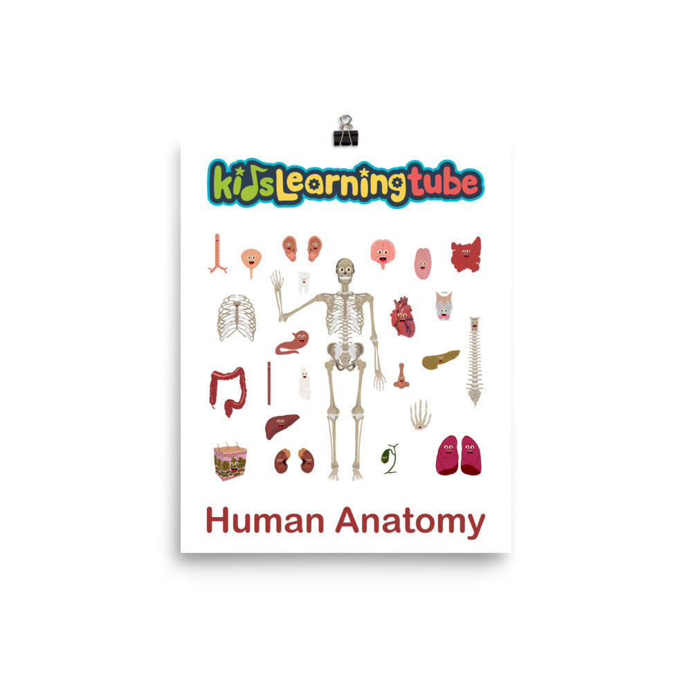 'Human Anatomy' Poster