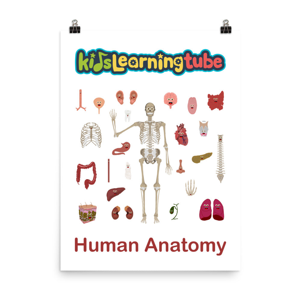 'Human Anatomy' Poster