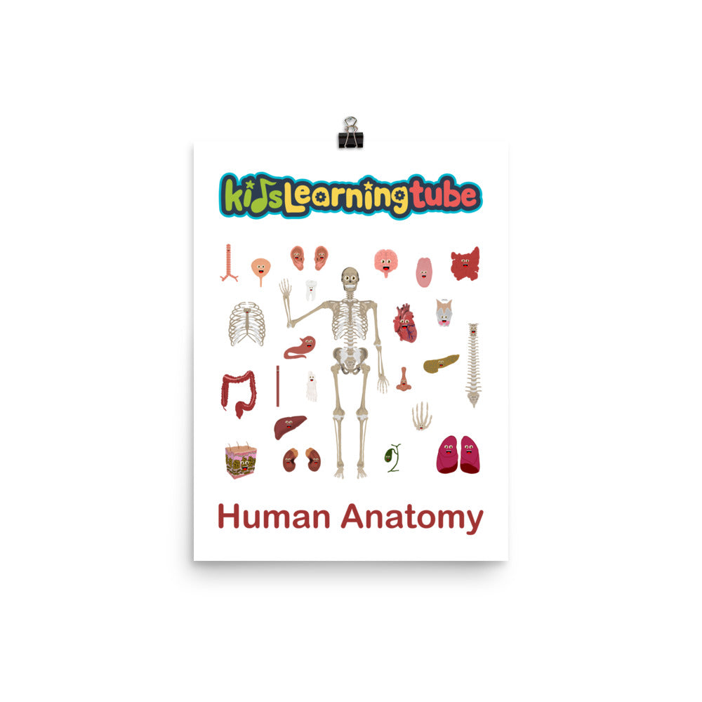 'Human Anatomy' Poster