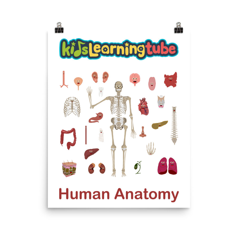 'Human Anatomy' Poster